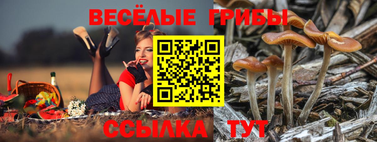 Псилоцибиновые грибы Psilocybe Ростов Великий